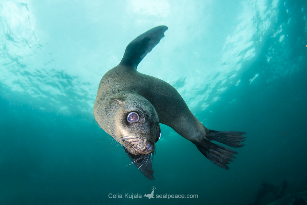 Brown Fur Seal – Seal Peace