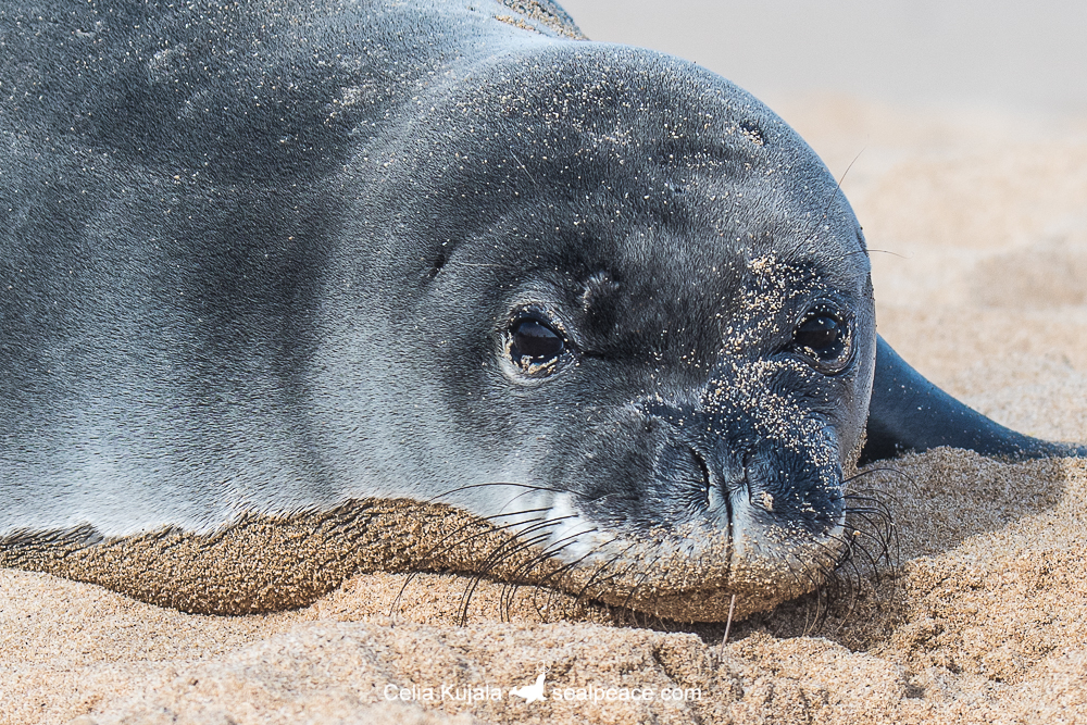 Hawaiian monk seal, Neomonachus schauinslandi (Kauai, HI) – seal peace