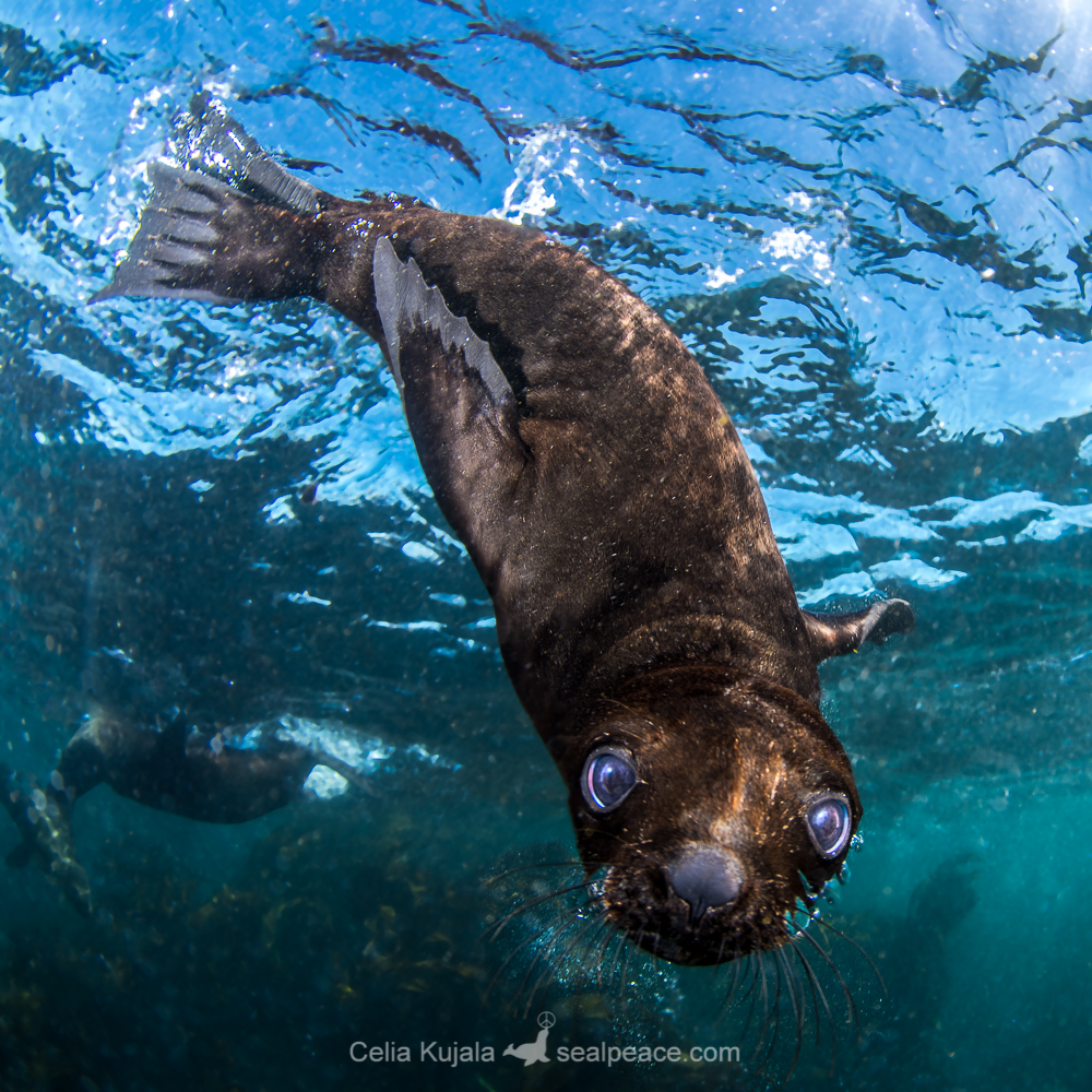 Brown fur seal – seal peace